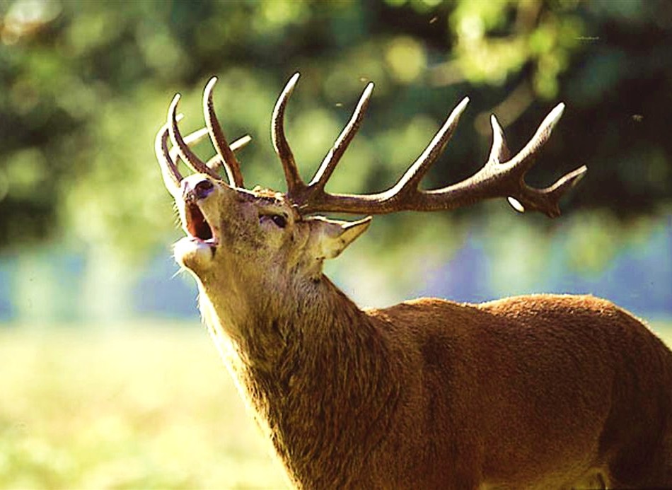 The Deer Centre